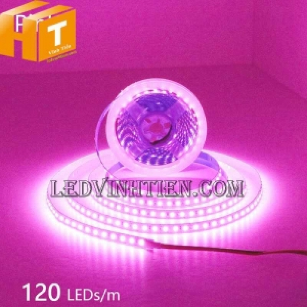 Led dây dán 2835 bản 5mm 120 led màu hồng