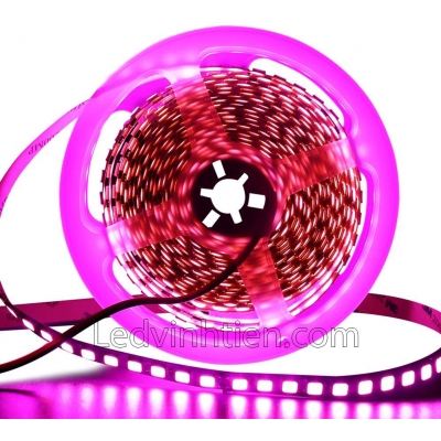 Đèn Led Dây Dán 5054 màu hồng