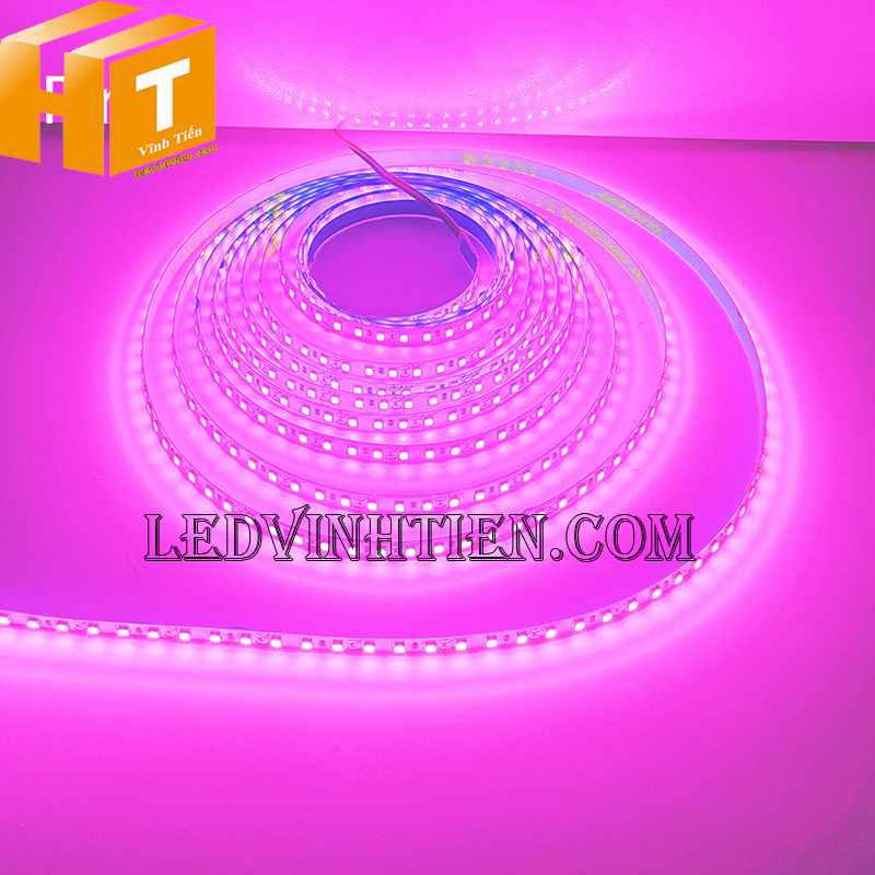 LED dây dán 12v cuộn 5m 240 mắt led SMD2835 màu hồng