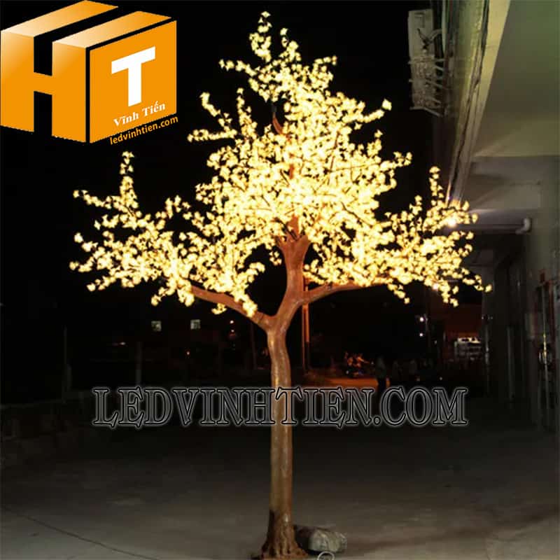 Cây hoa anh đào giá rẻ