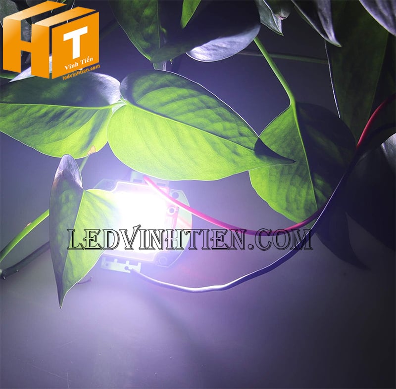 Chip led cob 100W ánh sáng 6500K