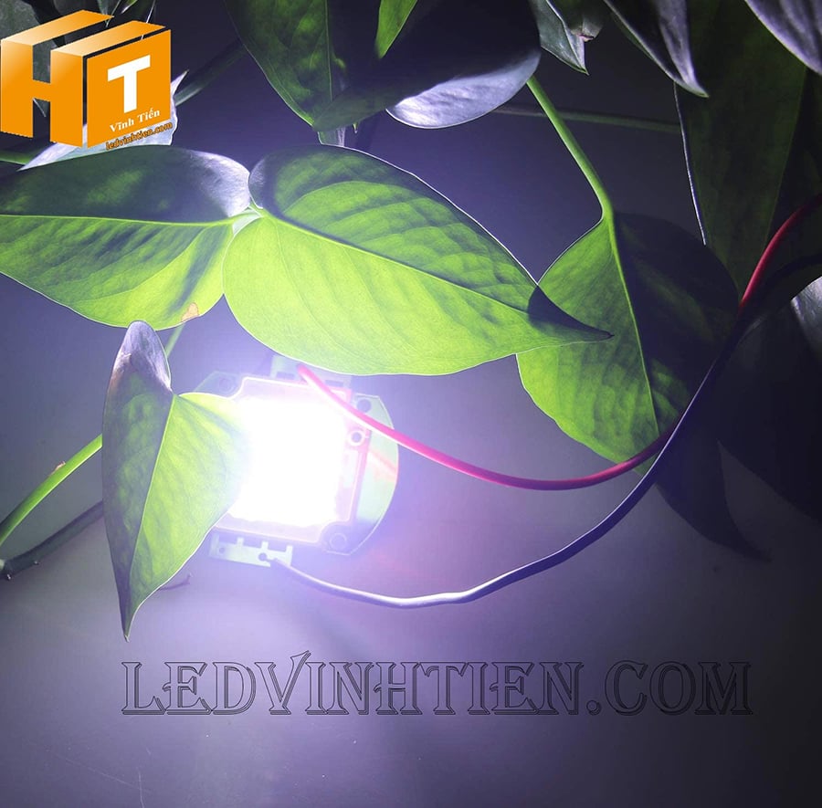 Chip đèn pha 50W ánh sáng 6500K