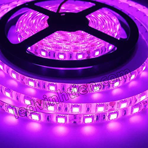 LEDVINHTIEN.COM,  ĐÈN LED DÂY DÁN 12V CHÍP LED SMD 5050 MÀU HỒNG, TÍM LOẠI TỐT, GIÁ RẺ, CHẤT LƯỢNG, CHÍNH HÃNG LEDVINHTIEN.COM, SIÊU SÁNG, DÙNG CHIẾU SÁNG NỘI THẤT, NGOÀI TRỜI, TRANG TRÍ TRẦN, HẮT TỦ KÍNH, KỆ, QUẦY BAR, KARAOKE, QUÁN CÀ PHÊN, NHÀ HÀNG, KHÁCH SẠN, HÌNH ẢNH CHỤP NHIỀU GÓC CẠNH CỦA SẢN PHẨM.