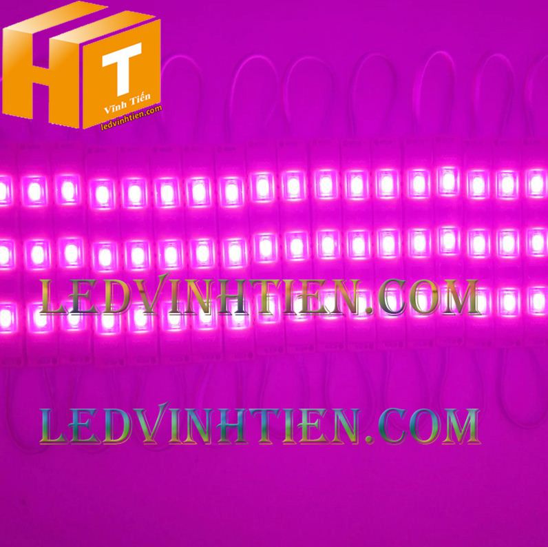 Led hắt, led module 3 bóng 5730 ánh sáng màu hồng, giá rẻ, có thấu kính, ledvinhtien.com